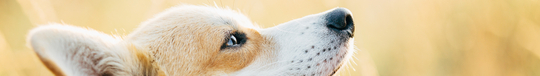 Chien_b Chien_b